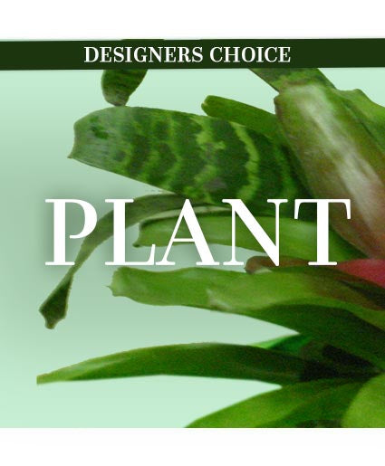 Designer Choice Plant