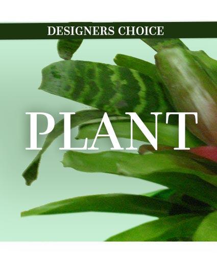Designer Choice Plant - Selma Flower Co
