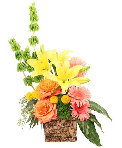 Amber Lilies - Clayton Florist: The Florist At Plantation