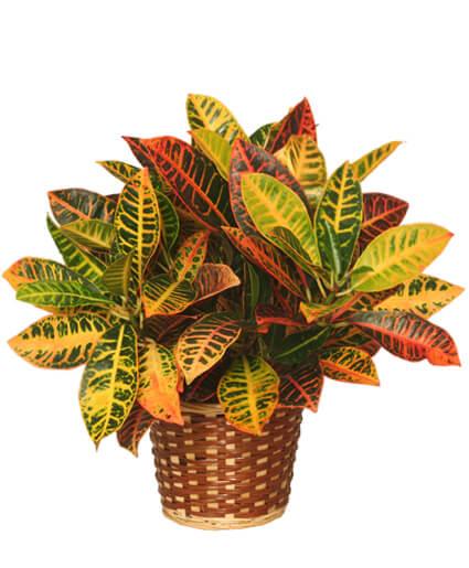 Croton Plant - Clayton Florist: The Florist At Plantation