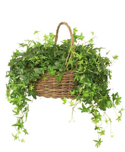 English Ivy Planter - Clayton Florist: The Florist At Plantation