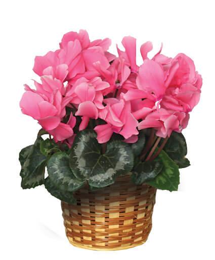 Flowering Cyclamen - Clayton Florist: The Florist At Plantation