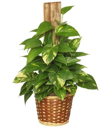 Golden Pothos Plant - Clayton Florist: The Florist At Plantation