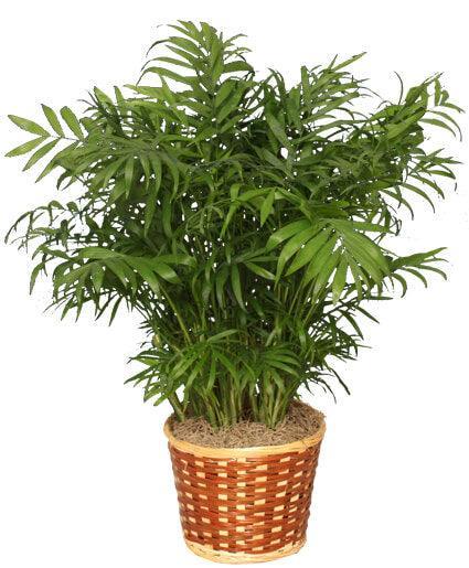 Parlor Palm - Clayton Florist: The Florist At Plantation