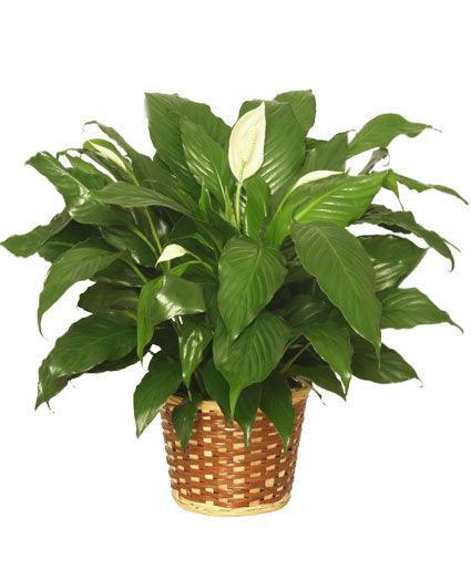 Peace Lily Plant - Clayton Florist: The Florist At Plantation