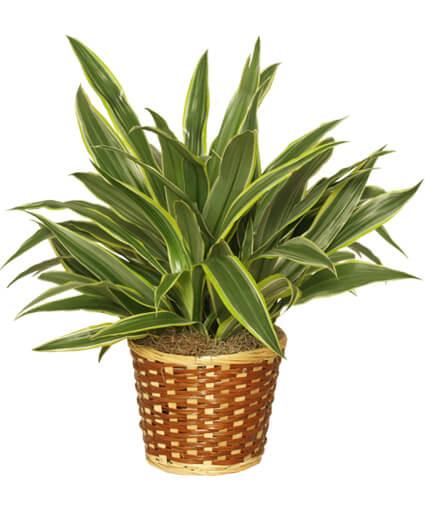 Sriped Dracaena - Clayton Florist: The Florist At Plantation