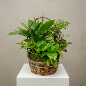 Basket Dish Garden