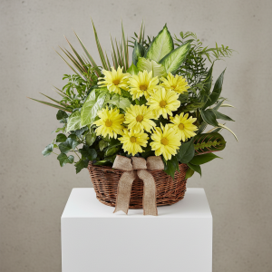 Basket Dish Garden with Fresh Daisies