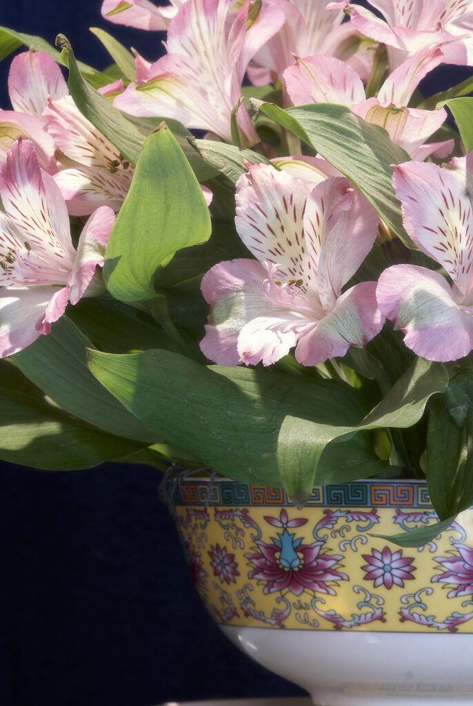 Pink and white alstroemeria in a flower arrangement (stock photo)