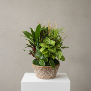 Ceramic Dish Garden