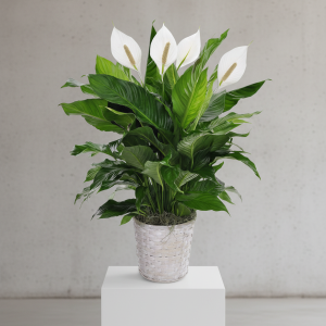 Peace Lily Plant