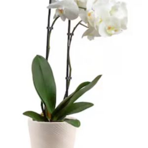 Potted Orchid Plant
