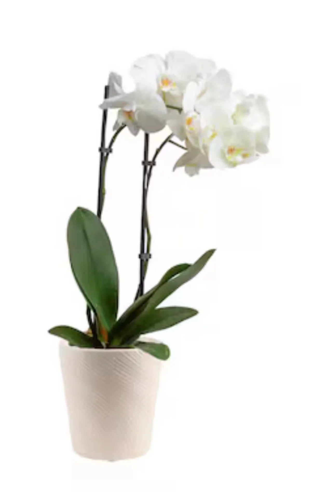 Potted Orchid Plant
