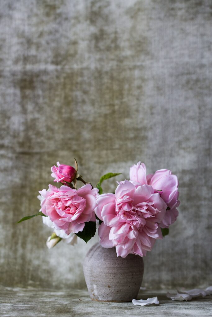 Soft pink peonies in a vase (stock photo)