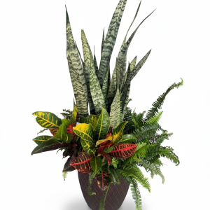 Tropical Trio Planter